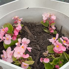 Photo of the plant species Begonia 'Super Olympia Pink' by @TidyWormplant79 named Eros on Greg, the plant care app