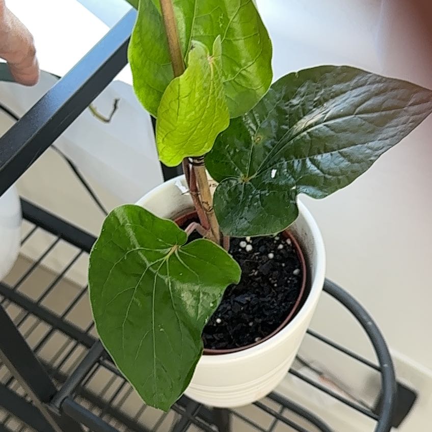 Photo of the plant species Paan by @UrbaneScotspine named Drake on Greg, the plant care app