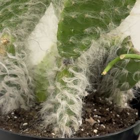 Photo of the plant species Prickly pear snow by @BraveRockfig42 named Drake on Greg, the plant care app