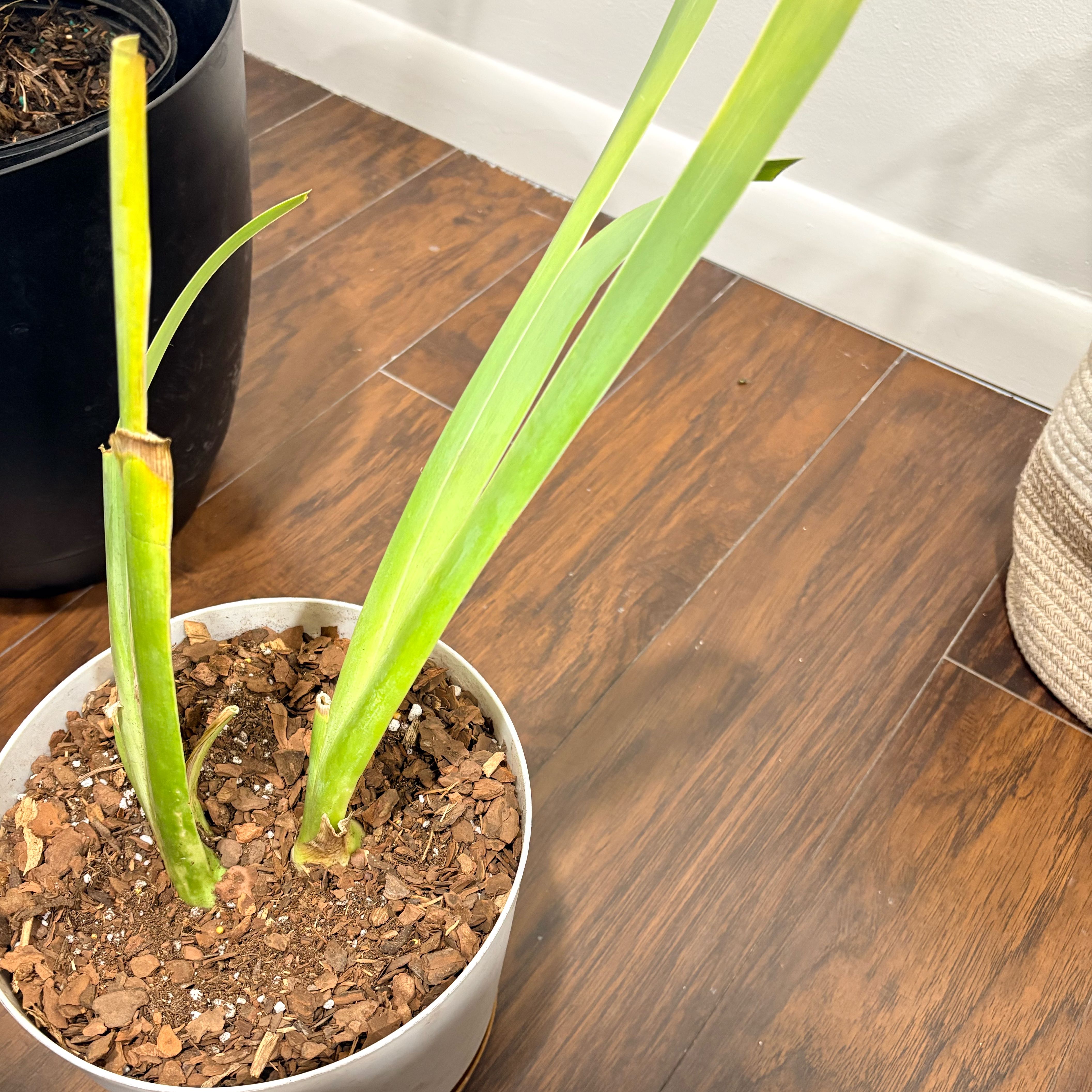 Photo of the plant species Yellow Iris by @BraveRockfig42 named McKinley on Greg, the plant care app