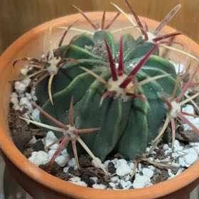 Photo of the plant species Devil's Pincushion by @BraveRockfig42 named Bieber on Greg, the plant care app