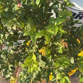 Photo of the plant species Jabuticabeira by @QuaintSunstar55 named Duke on Greg, the plant care app