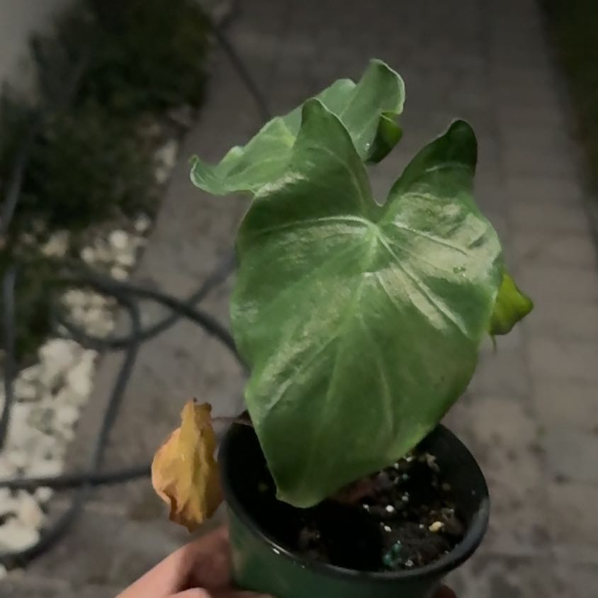 Photo of the plant species Alocasia New Guinea Gold by @QuaintSunstar55 named Marilyn on Greg, the plant care app