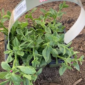 Photo of the plant species Red Apple Baby Sun Rose by @HighEncina15 named Sage on Greg, the plant care app