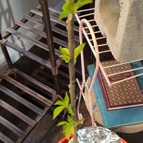 Photo of the plant species Bing Cherry Tree by @HardyCurlyjade named Achilles on Greg, the plant care app