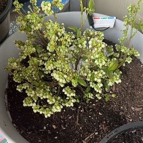 Photo of the plant species Sunshine Blueberry by @ChosenSwisspine named Apollo on Greg, the plant care app