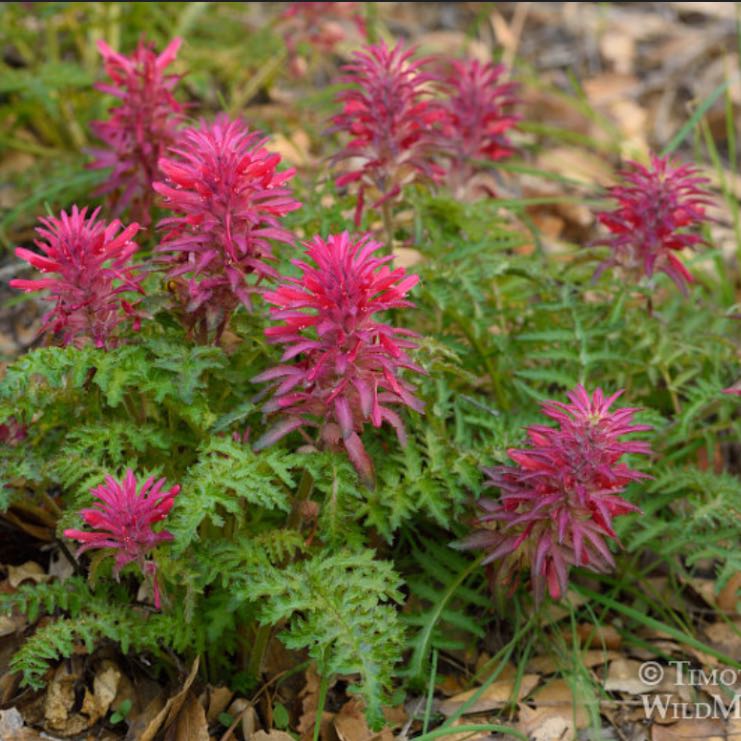 Photo of the plant species Indian Warrior by @ZestCallerypear named Aristotle on Greg, the plant care app