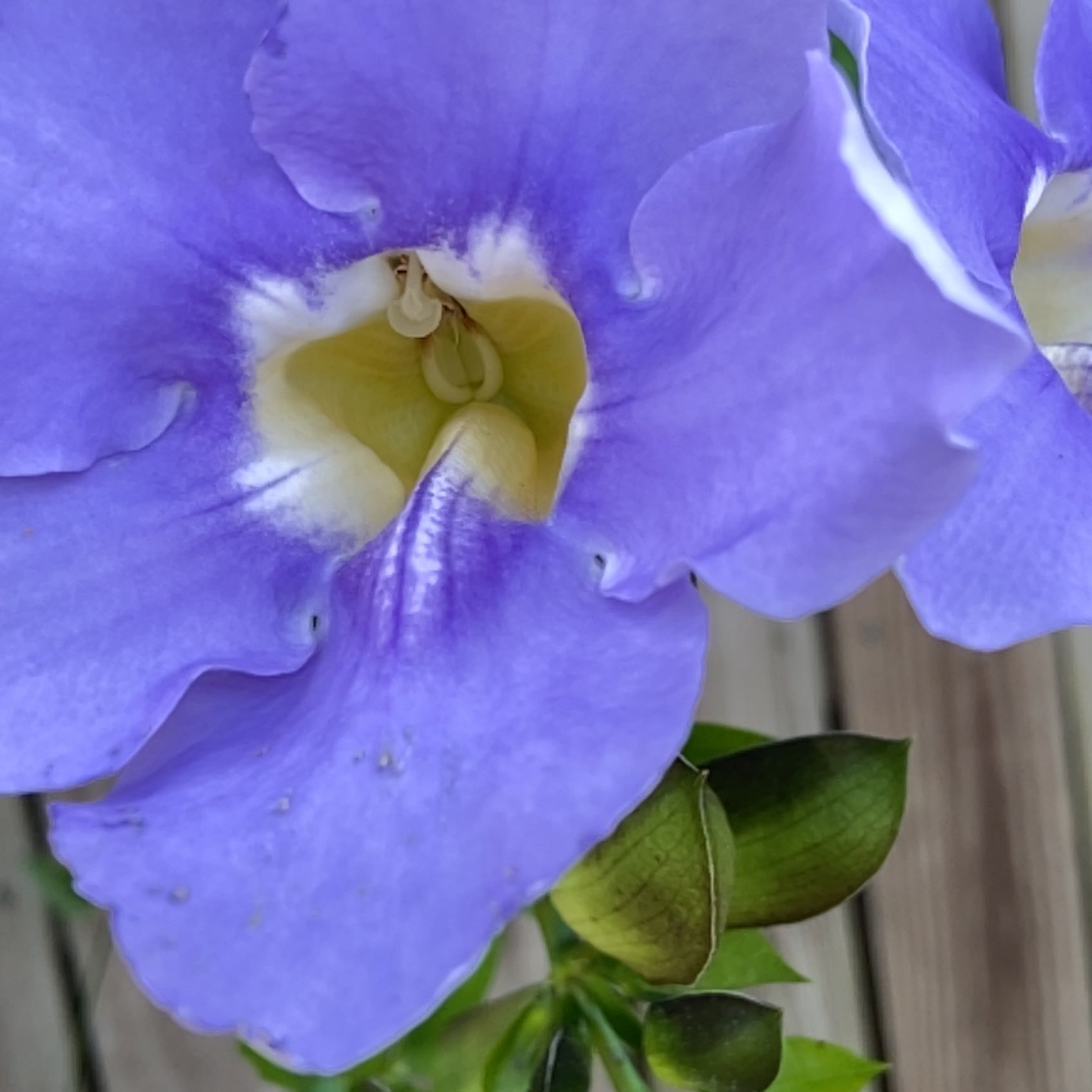 Photo of the plant species Bengal Clockvine by @EagerDeertongue named Leaf Erickson on Greg, the plant care app