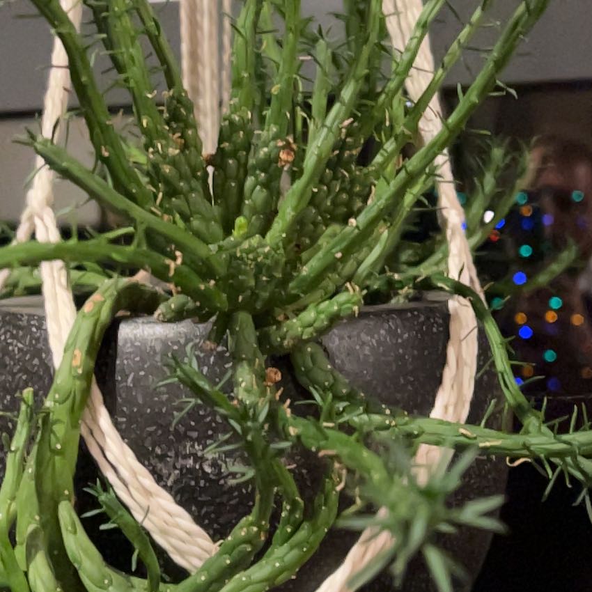 Photo of the plant species Medusa Head Cactus by @FamouslyChaya77 named Madam on Greg, the plant care app