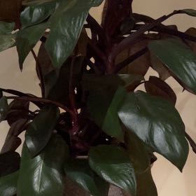 Photo of the plant species Philodendron Royal Queen by @FamouslyChaya77 named Andor on Greg, the plant care app