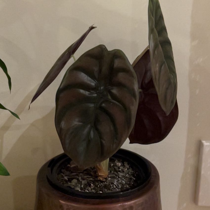 Photo of the plant species Alocasia Red Secret Variegated by @FamouslyChaya77 named Magi on Greg, the plant care app