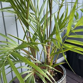 Photo of the plant species Atherton Palm by @FamouslyChaya77 named Aquarius on Greg, the plant care app