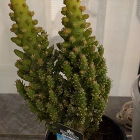 Photo of the plant species Mini Prickly Pear by @FamouslyChaya77 named Opuntia on Greg, the plant care app