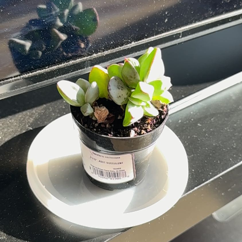 Photo of the plant species Oscularia caulescens by @CoherentTaro24 named Walt on Greg, the plant care app