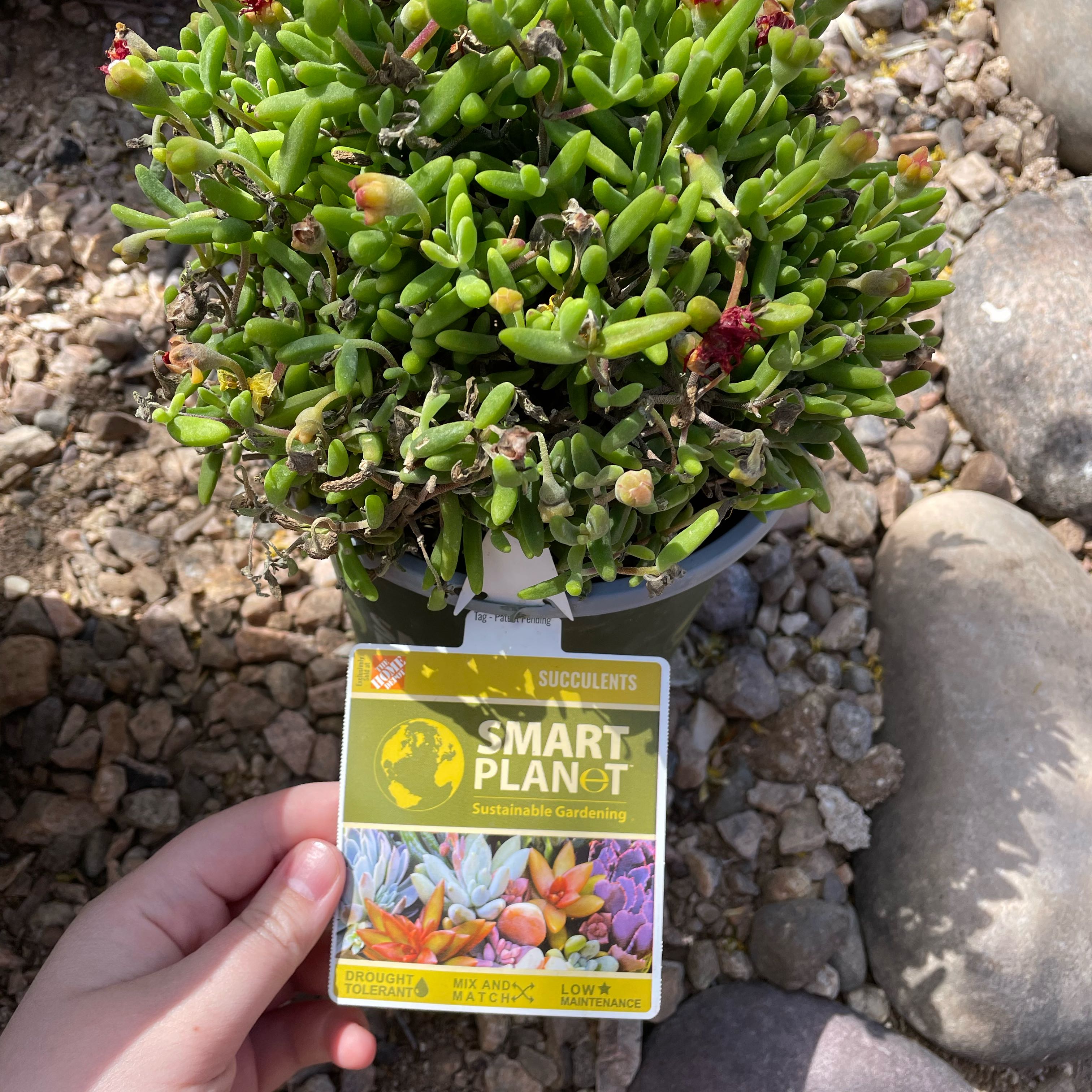 Photo of the plant species Drosanthemum laxum by @GnarlyPersia6 named Moss Rose on Greg, the plant care app
