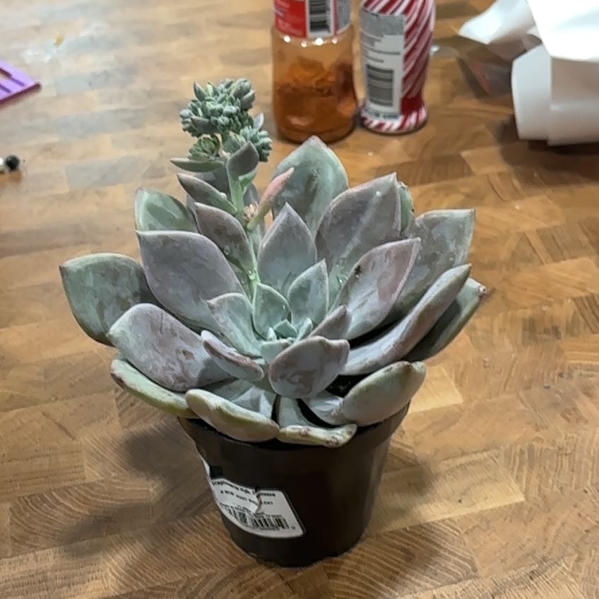 Photo of the plant species Succulent by @DurableOrpine18 named Gregarious on Greg, the plant care app