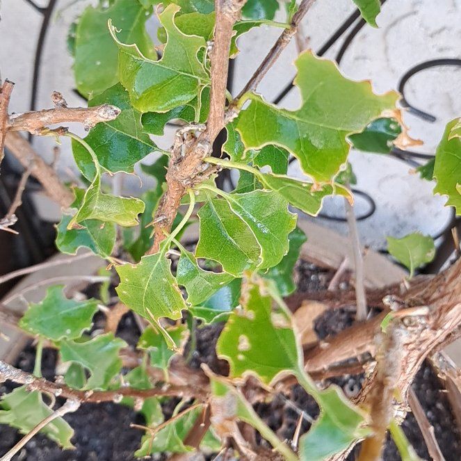 Photo of the plant species Kermes Oak by @SuperCrownvetch named Einstein on Greg, the plant care app