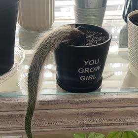 Photo of the plant species Monkey Tail Cactus by @UniqueSwisspine named Remington on Greg, the plant care app
