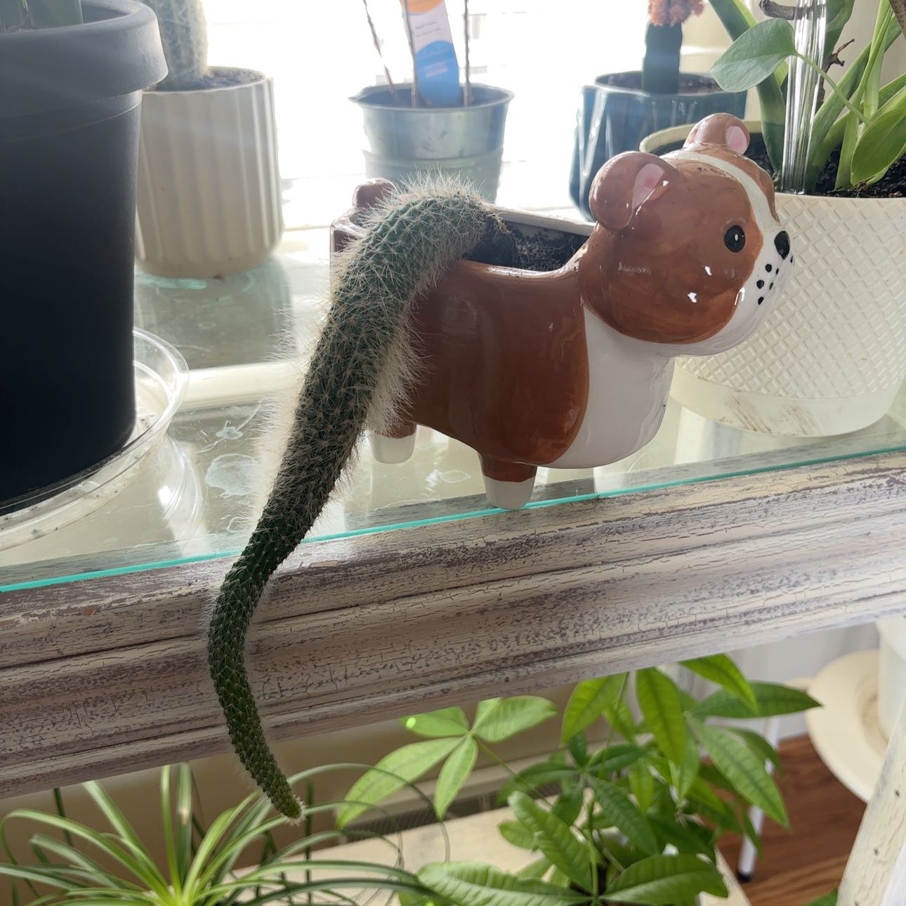 Photo of the plant species Monkey Tail Cactus by @UniqueSwisspine named Foxxy on Greg, the plant care app