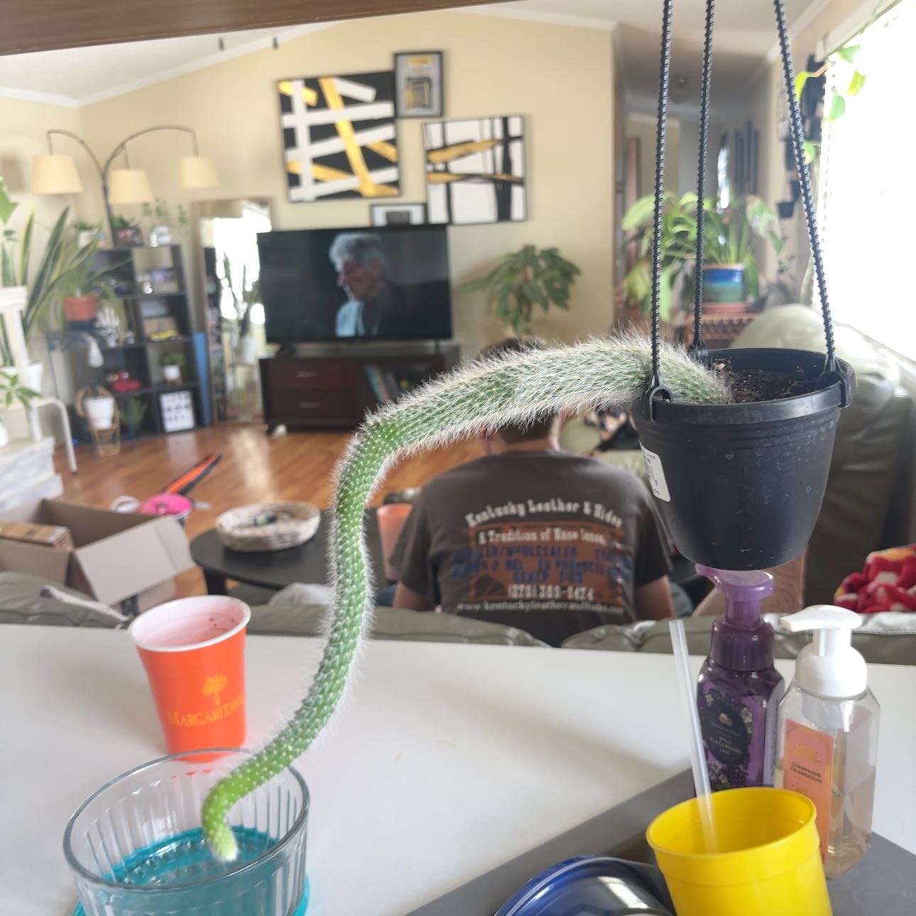 Photo of the plant species Monkey Tail Cactus by @UniqueSwisspine named Luna on Greg, the plant care app