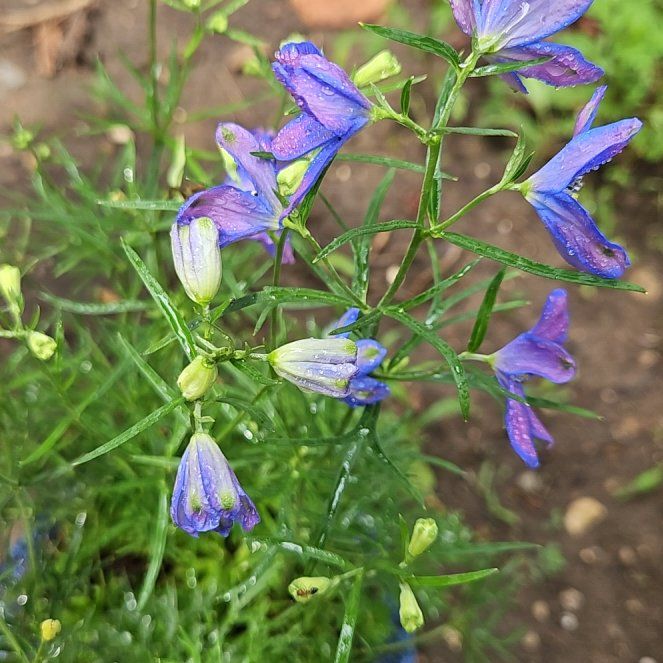 Photo of the plant species Bluebell by @NimbleColeus65 named Muhammad Ali on Greg, the plant care app