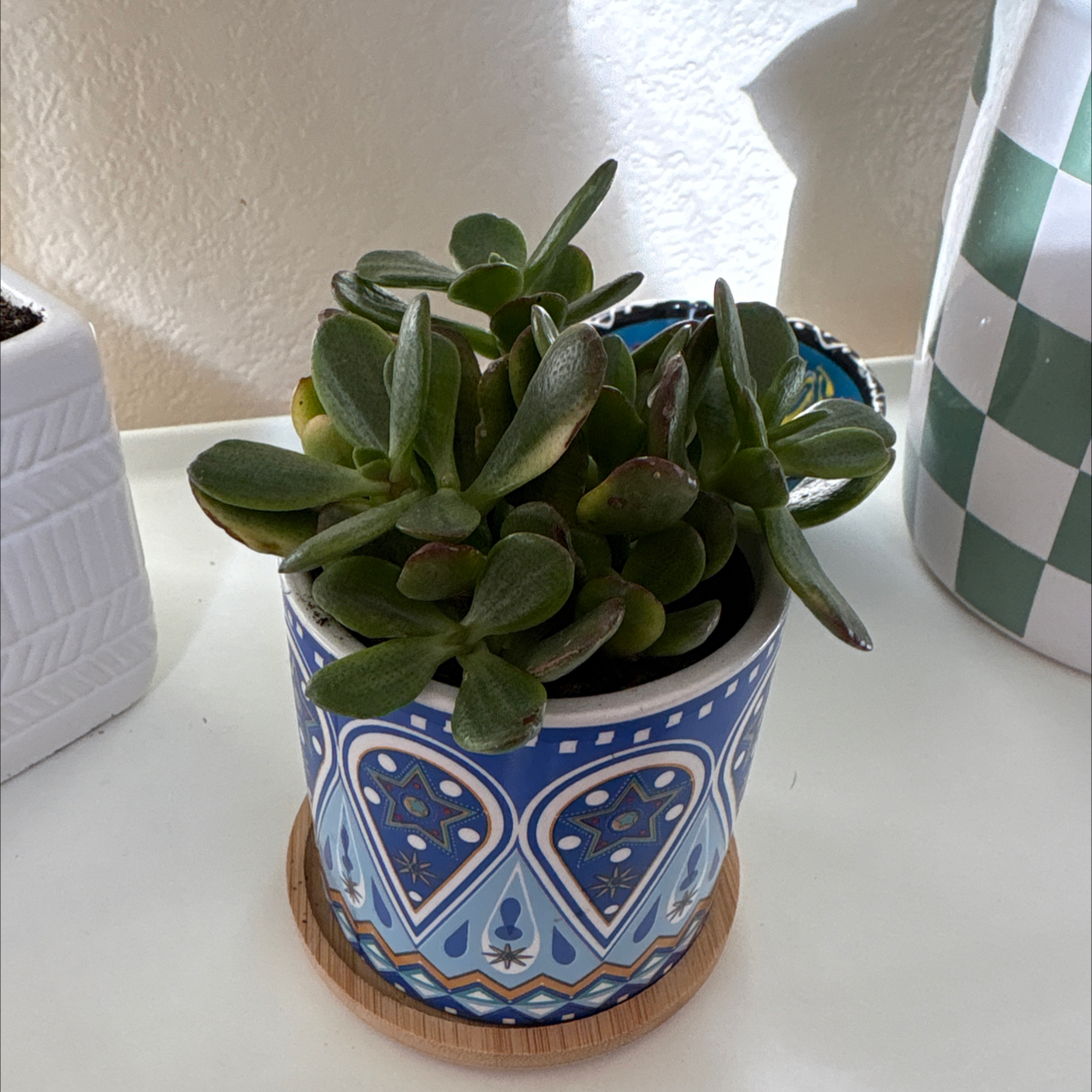 Photo of the plant species Carnival Variegata Jade by @SupremeCarrot0 named Messi on Greg, the plant care app