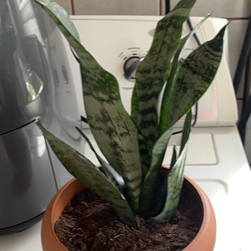 Photo of the plant species Black Sword by @EffectiveCat named Mr.Plant on Greg, the plant care app
