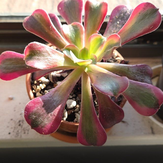 Photo of the plant species Aeonium Medusa by @AliveLilacmist named Cleopatra on Greg, the plant care app