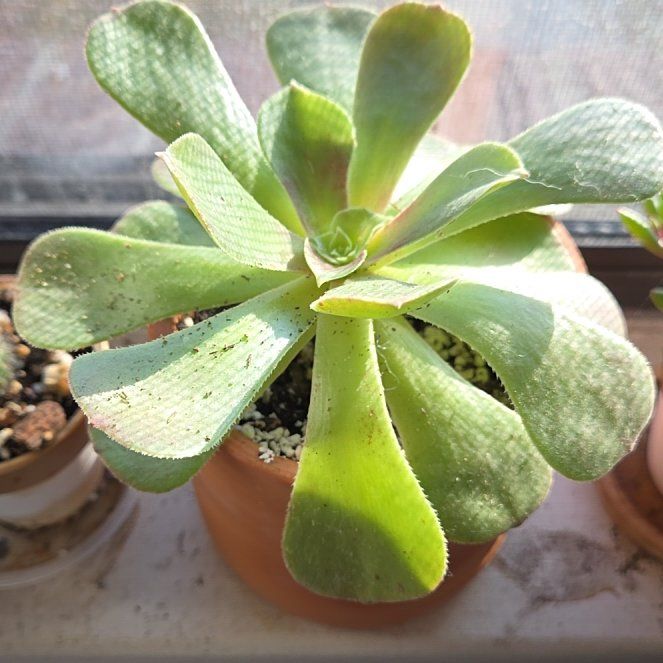 Photo of the plant species Blushing Beauty by @AliveLilacmist named Rosa on Greg, the plant care app