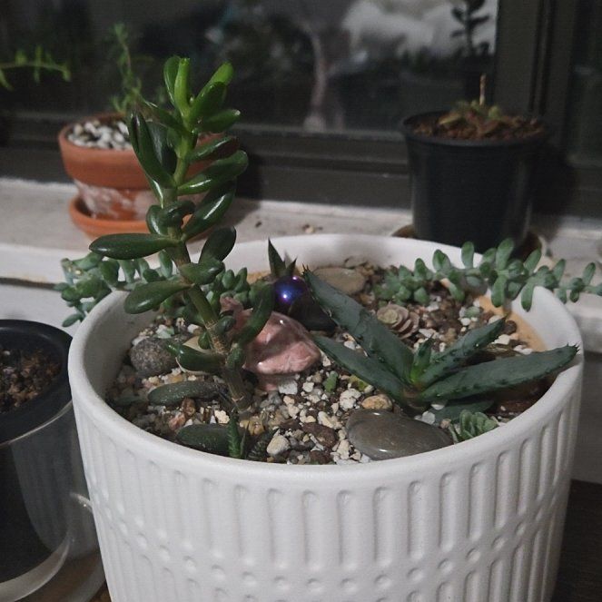Photo of the plant species Mixed Succulent by @AliveLilacmist named Spike Leaves on Greg, the plant care app