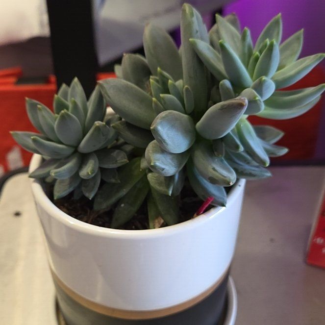 Photo of the plant species Wax Agarve by @AliveLilacmist named Achilles on Greg, the plant care app