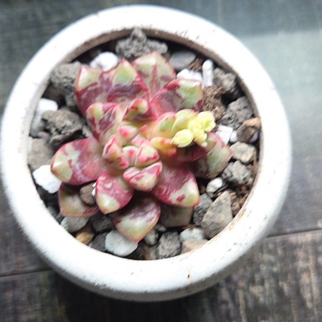 Photo of the plant species Echeveria 'Red Swan' by @AliveLilacmist named Diana on Greg, the plant care app