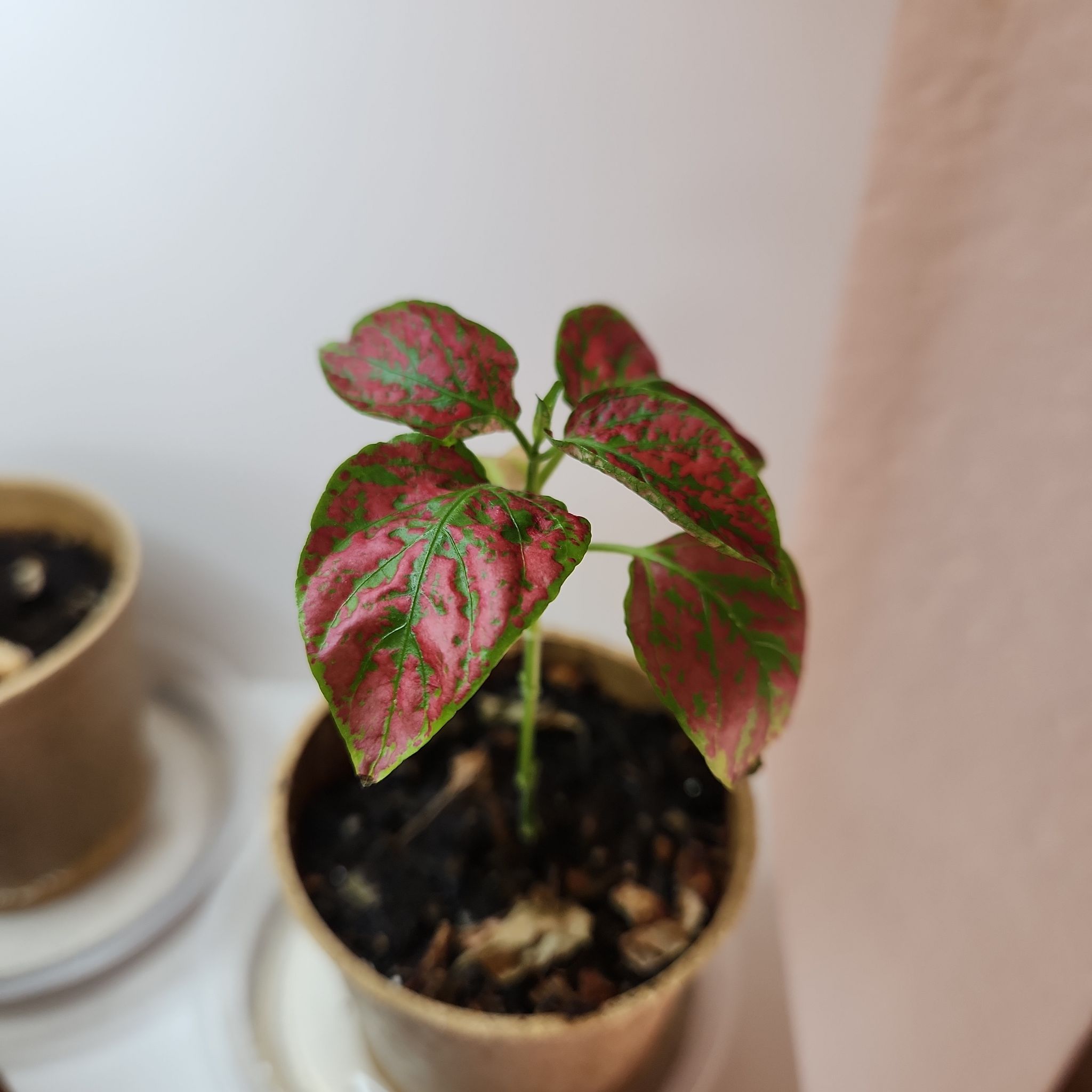 Photo of the plant species Hypoestes Hippo® Red by @AliveLilacmist named Fernie Saunders on Greg, the plant care app