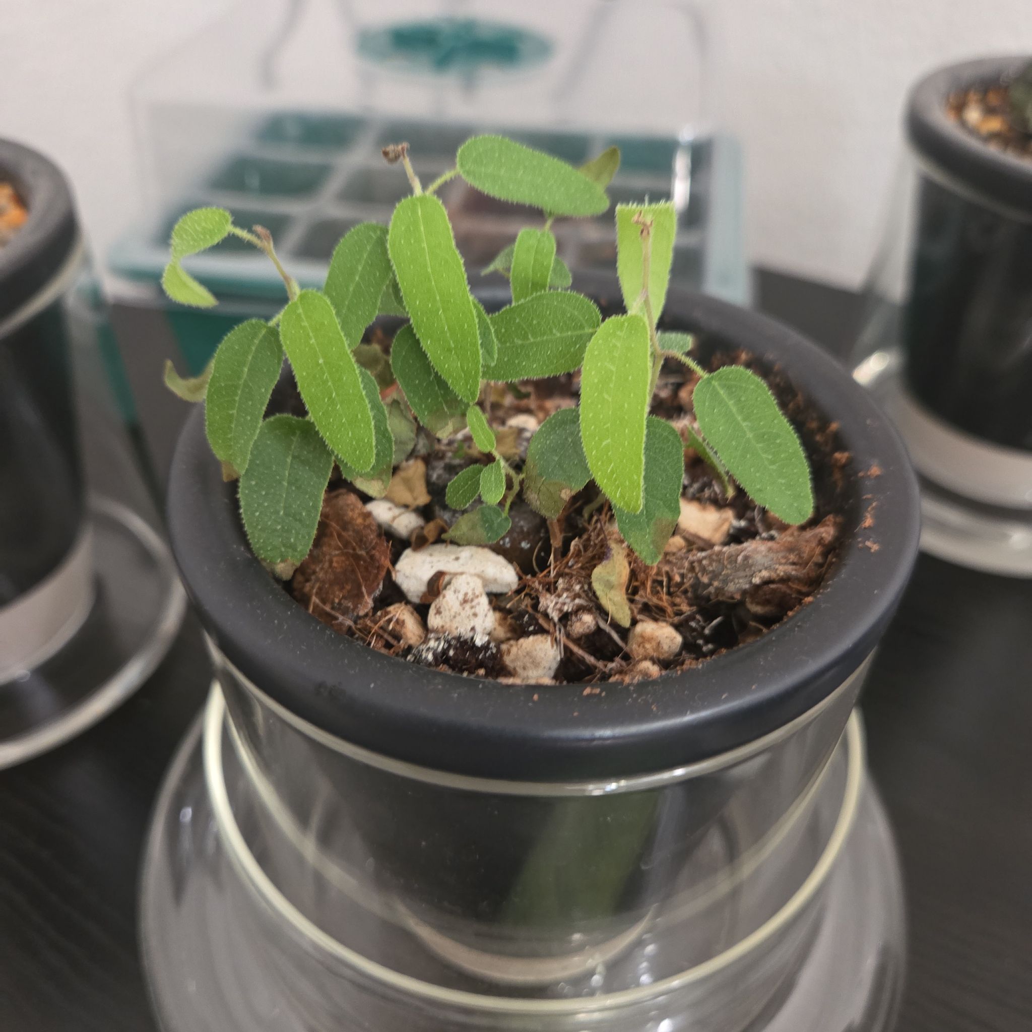 Photo of the plant species Lemon-Scented Gum Tree by @AliveLilacmist named Eliana on Greg, the plant care app