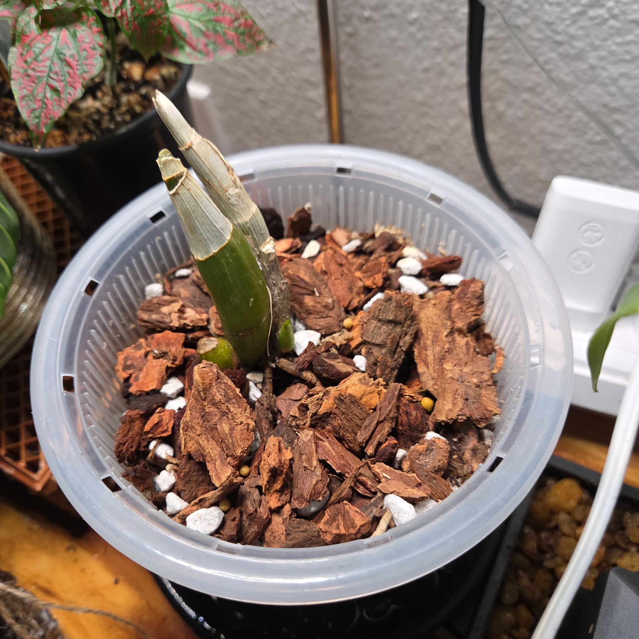 Photo of the plant species Catasetum costatum by @AliveLilacmist named Sahara on Greg, the plant care app