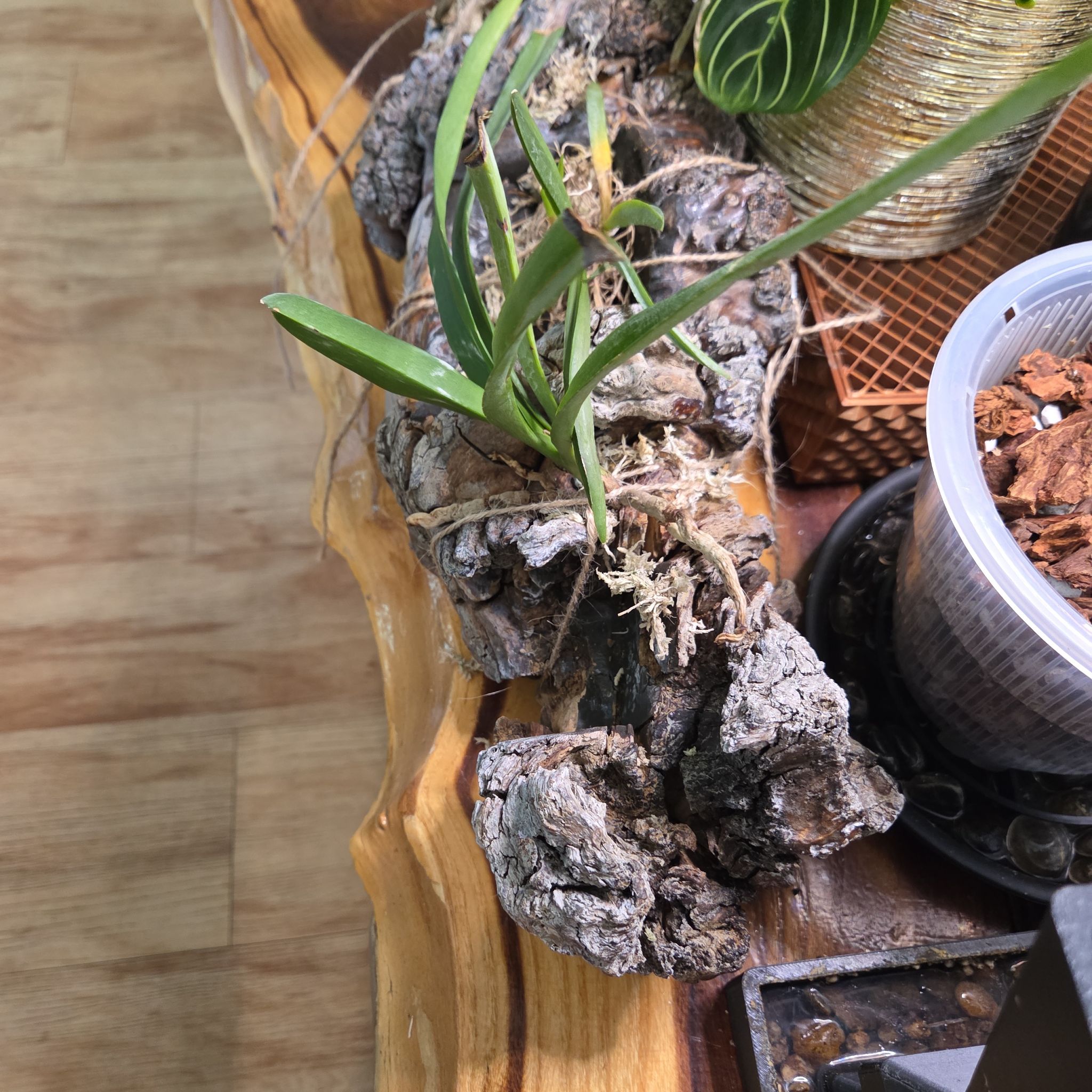 Photo of the plant species Tolumnia Orchid by @AliveLilacmist named Khaleesi on Greg, the plant care app
