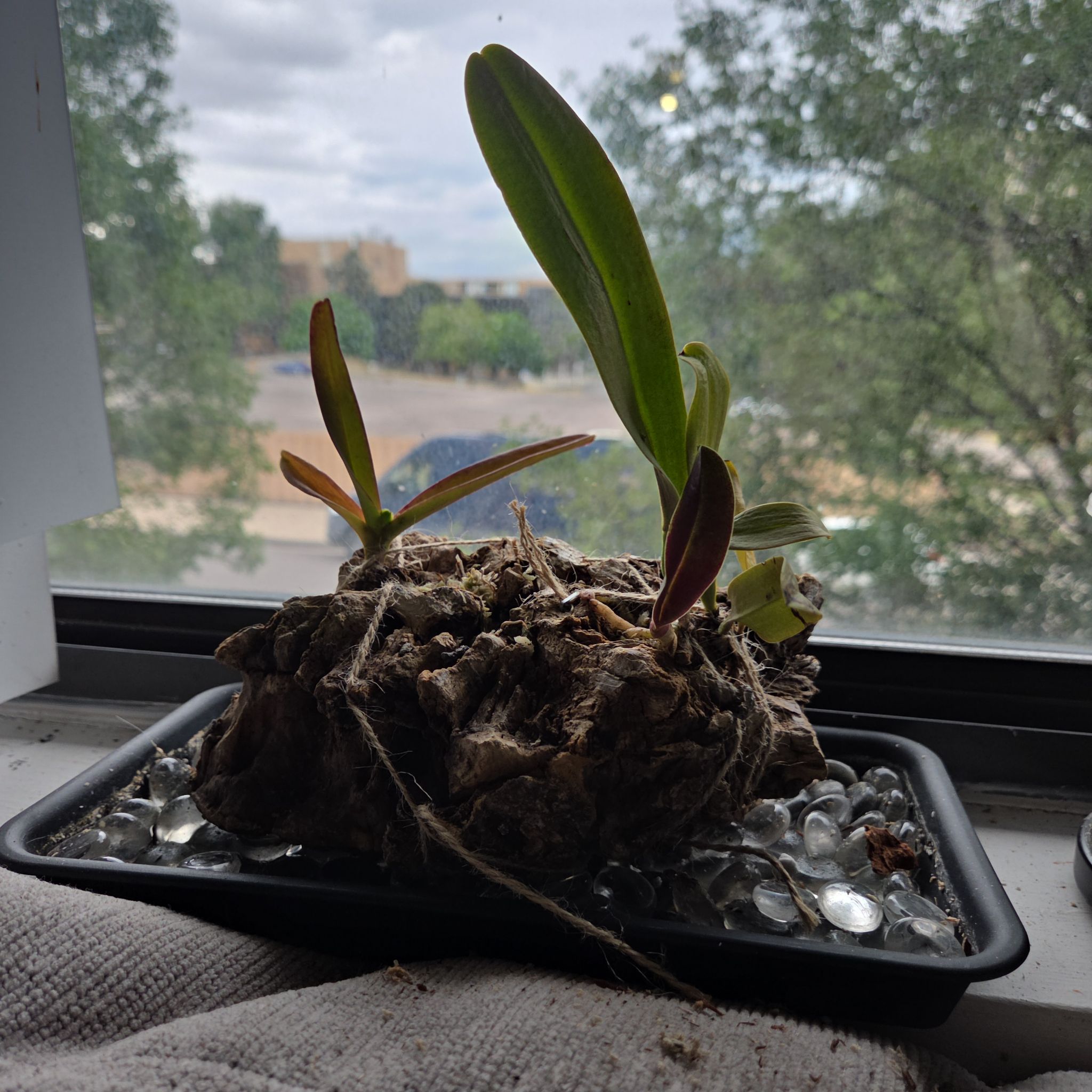 Photo of the plant species Crimson Cattleya by @AliveLilacmist named Zeus on Greg, the plant care app