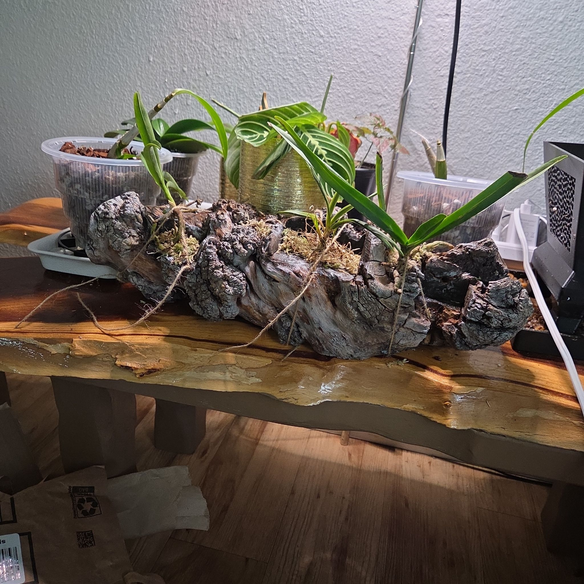 Photo of the plant species Oncidium by @AliveLilacmist named Xena on Greg, the plant care app