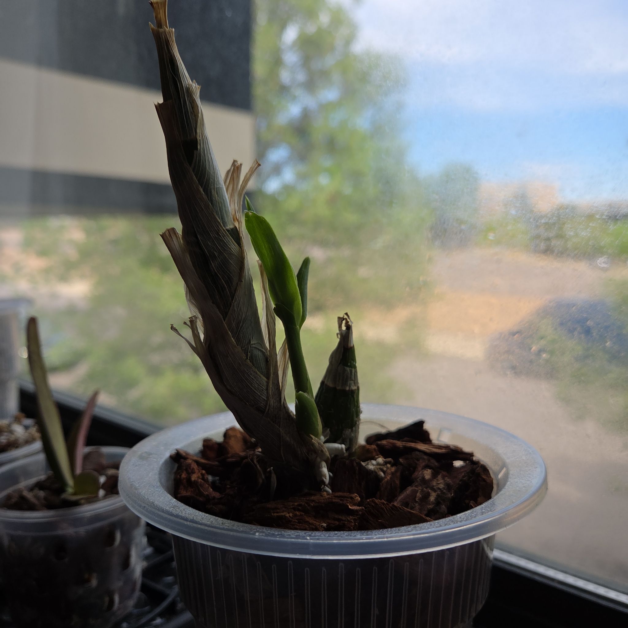 Photo of the plant species Black Pearl Orchid by @AliveLilacmist named Foxxy on Greg, the plant care app