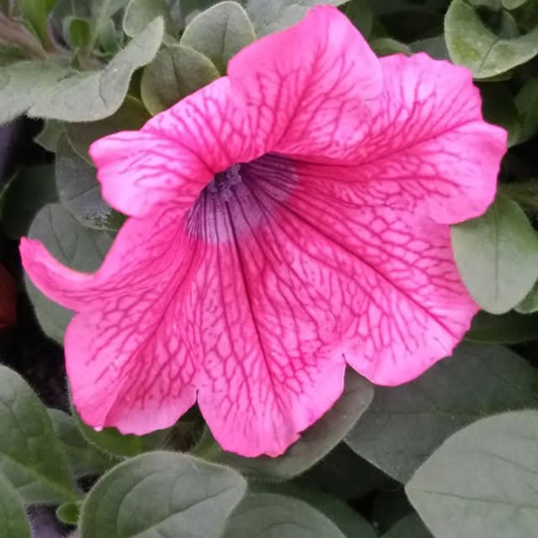 Photo of the plant species Surfinia Petunia by @UnusualRamshorn named Melia on Greg, the plant care app
