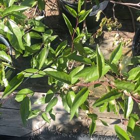 Photo of the plant species flatwoods plum by @SlickTupeia40 named Rosa on Greg, the plant care app
