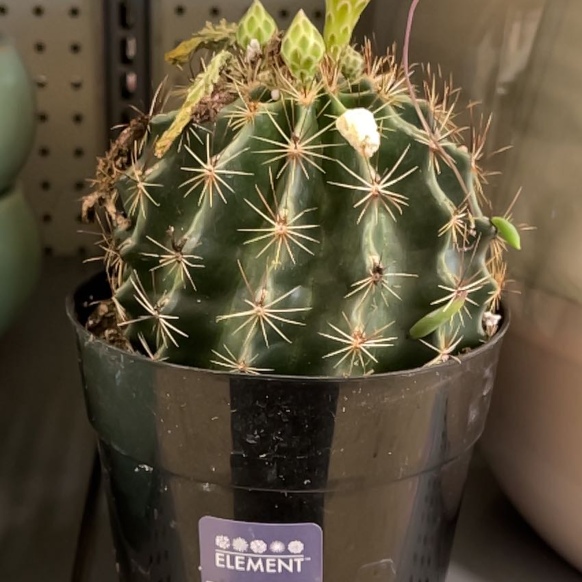Photo of the plant species Hamatocactus by @BestRubyball61 named Orwell on Greg, the plant care app