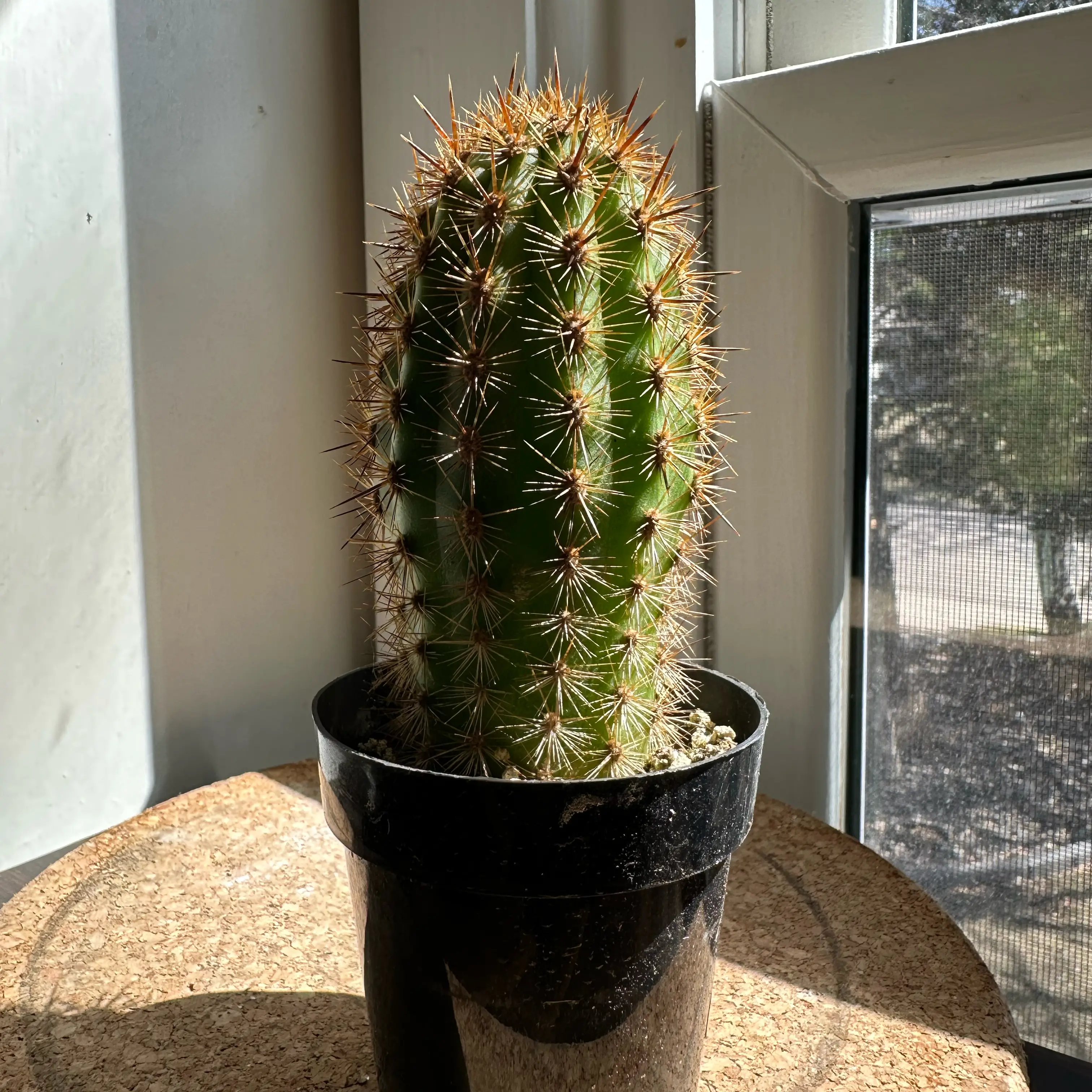 Photo of the plant species Haageocereus pseudomelanostele by @WelsomeCanna25 named Lord Prickle of Dill on Greg, the plant care app