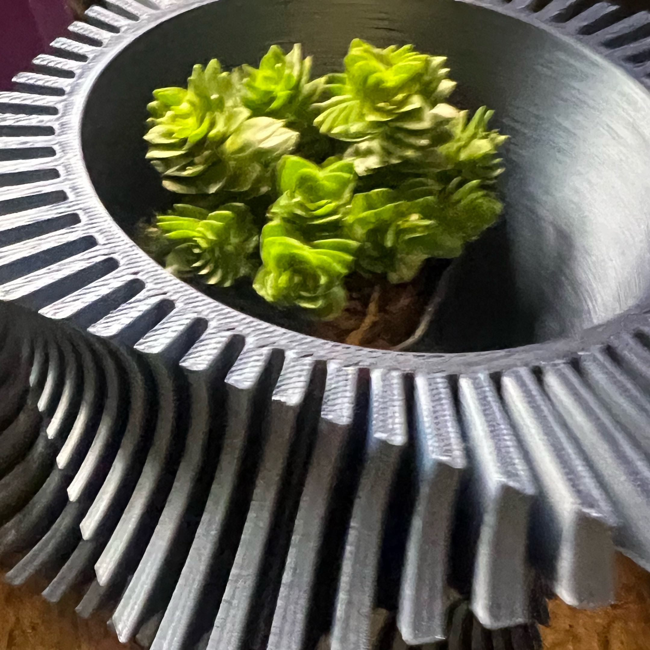 Photo of the plant species Crassula 'Estagnol' by @PrimeDouglasfir named Coco on Greg, the plant care app