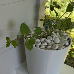 Photo of the plant species Chocolate Mint by @SportPlanty88 named Daphne on Greg, the plant care app