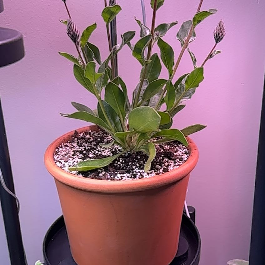 Photo of the plant species Joey Ptilotus by @FabMahoe48 named Sanders on Greg, the plant care app