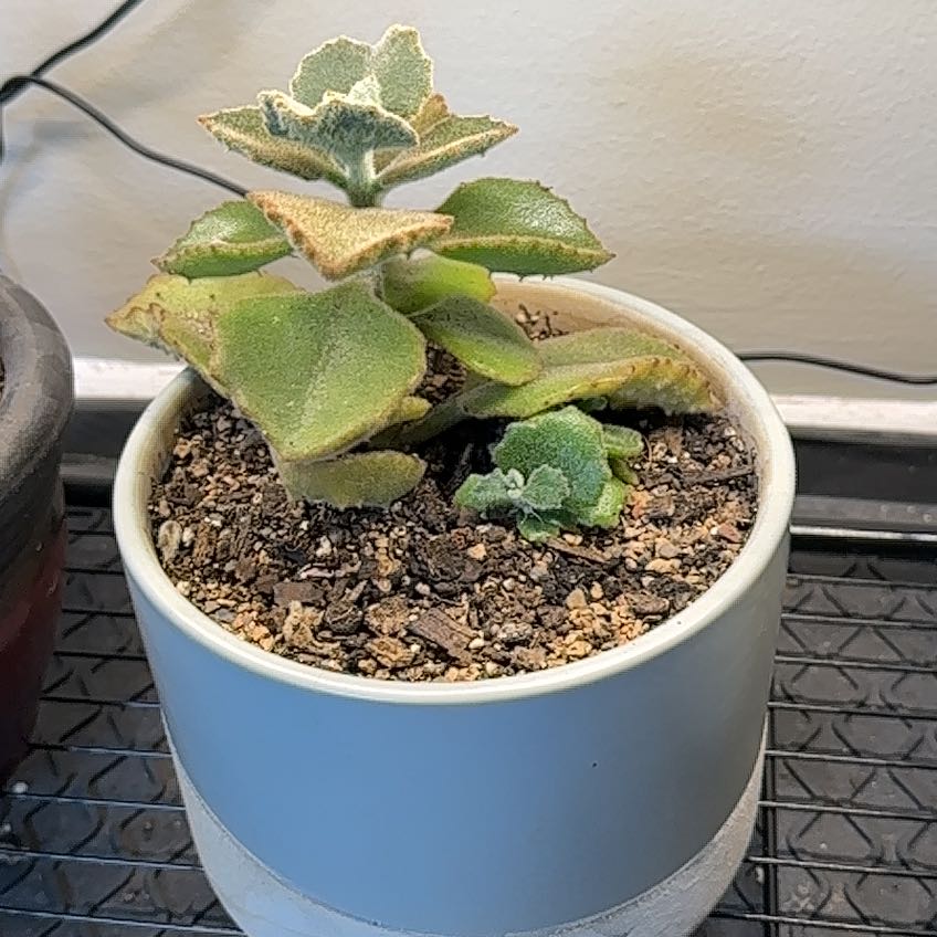 Photo of the plant species Kalanchoe 'Fang' by @FabMahoe48 named Navajo on Greg, the plant care app