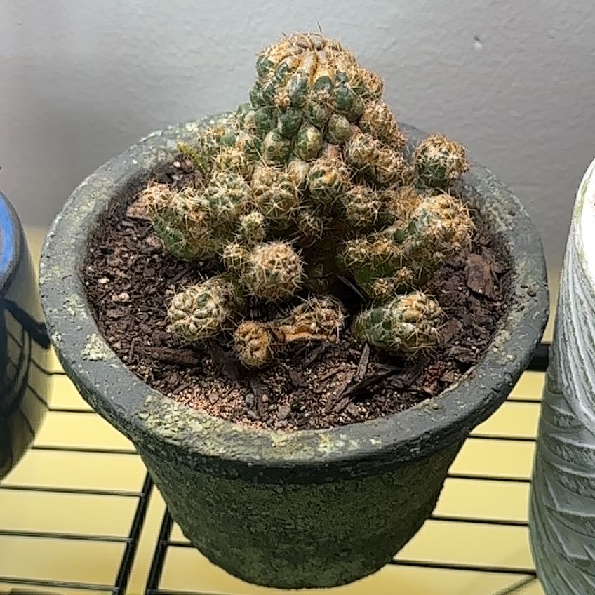 Photo of the plant species Sider Cactus by @FabMahoe48 named Delilah on Greg, the plant care app