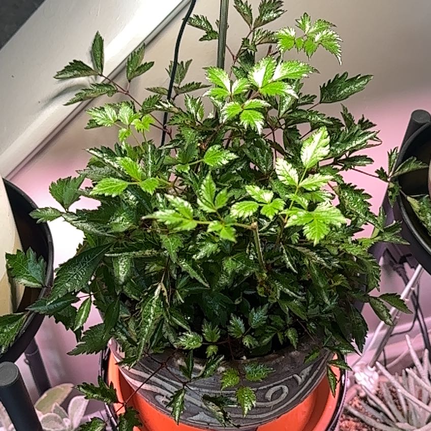 Photo of the plant species Dwarf Astilbe by @FabMahoe48 named Rosa on Greg, the plant care app
