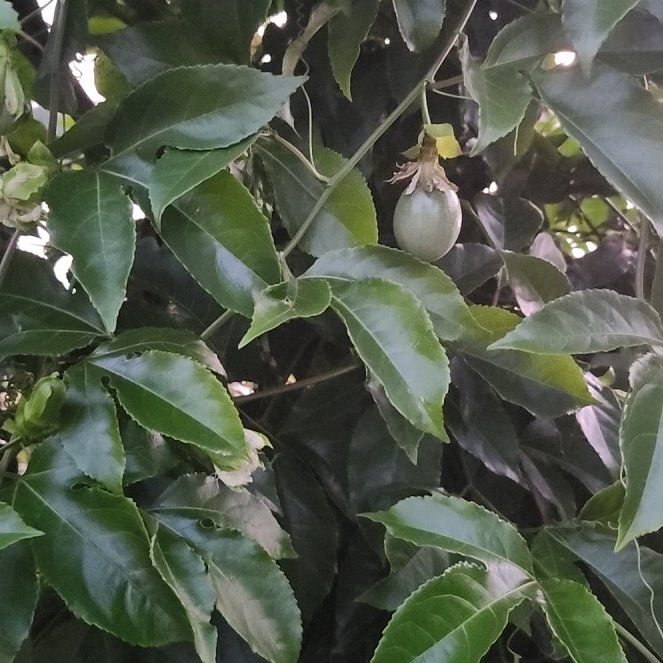 Photo of the plant species Purple Passion Fruit Vine by @TryChards10 named Passion Fruit on Greg, the plant care app